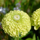 Zinnia Elegans Envy Green