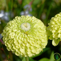 Zinnia Elegans Envy Green