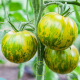 Tomate Green Zebra BIO 0,1 gramme
