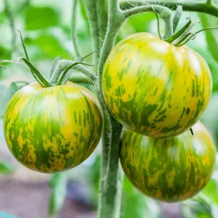 Tomate Green Zebra BIO 0,1 gramme
