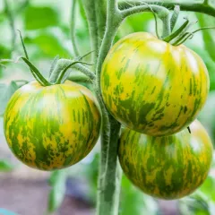 Tomate Green Zebra BIO 0,1 gramme