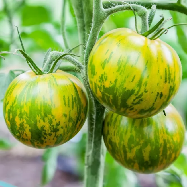 Tomate Green Zebra BIO 0,1 gramme