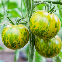 Tomate Green Zebra BIO 0,1 gramme