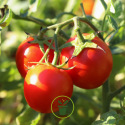Tomate Charnue de Huy 25 graines