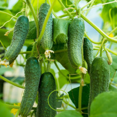 Cornichon Hokus 30 graines