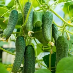 Cornichon Hokus 30 graines