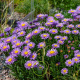 Aster alpinus bleu150 graines