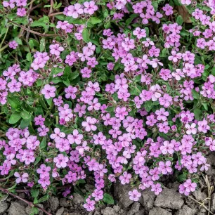 Saponaire de Montpellier 250 graines