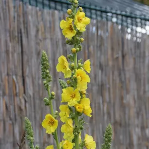 Molène – Bouillon blanc 0,1 gramme (+/- 125 graines)