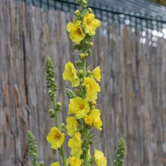 Molène – Bouillon blanc 0,1 gramme (+/- 125 graines)