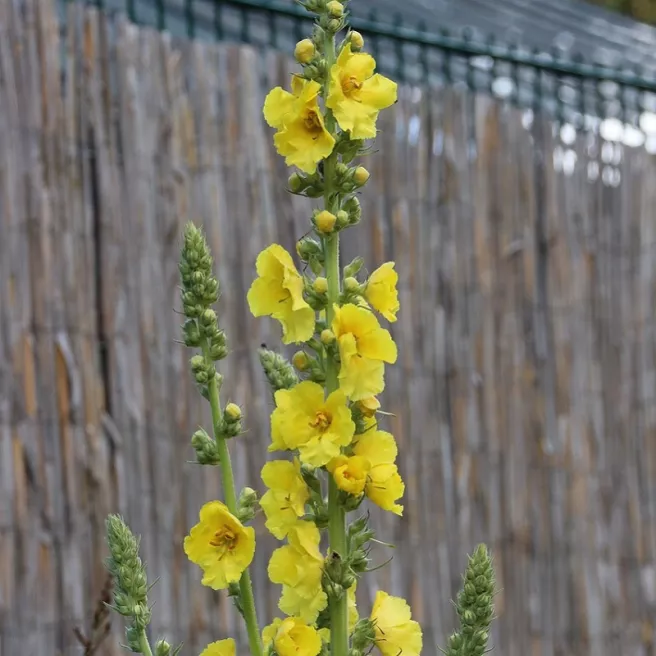 Molène – Bouillon blanc 0,1 gramme (+/- 125 graines)