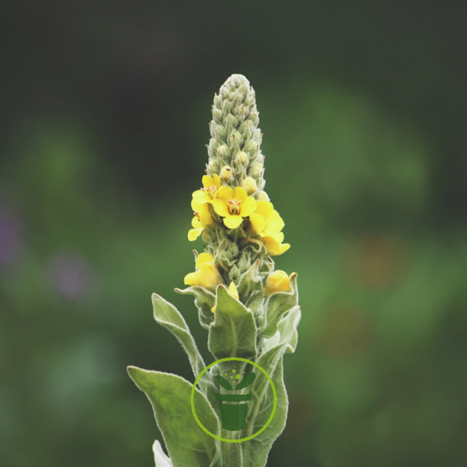 Molène – Bouillon blanc 0,1 gramme (+/- 125 graines)