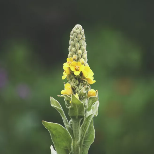 Molène – Bouillon blanc 0,1 gramme (+/- 125 graines)