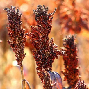 Sorgho ou millet noir 10 grammes