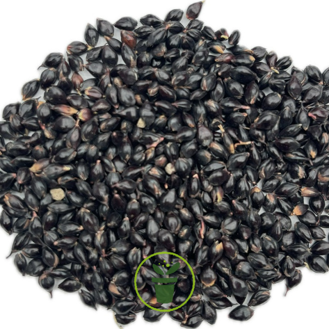 Sorgho ou millet noir 10 grammes