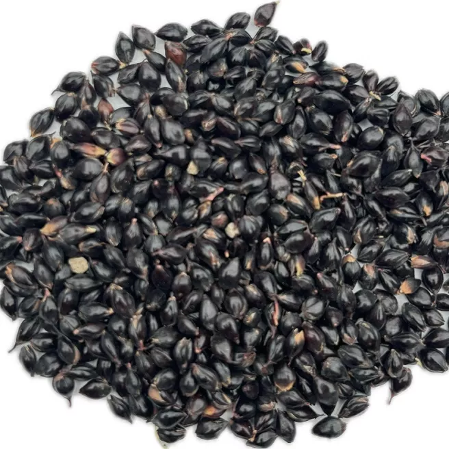 Sorgho ou millet noir 10 grammes