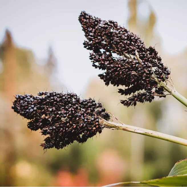 Sorgho ou millet noir 10 grammes