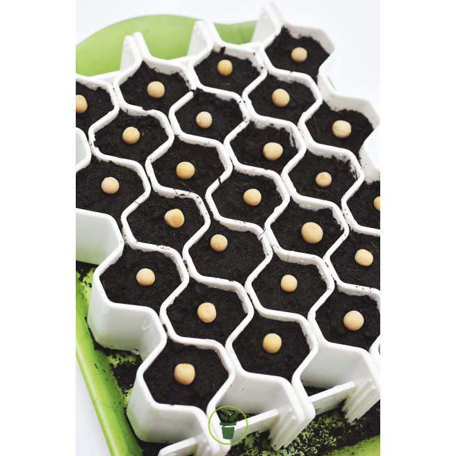 Kit de germination Germie 3 modèles pour tous types de graines