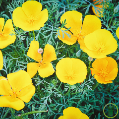 Eschscholtzia de Californie Golden West (jaune)