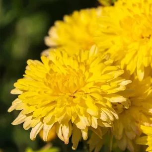 Reine-Marguerite Géante Princess Yellow 200 graines