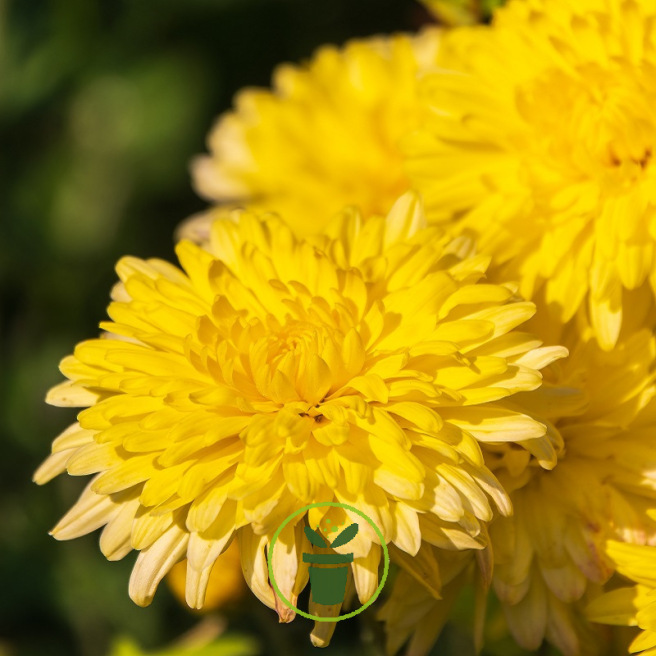 Reine-Marguerite Géante Princess Yellow 200 graines