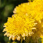 Reine-Marguerite Géante Princess Yellow 200 graines