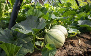 Cultivez le melon au potager !