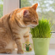 HERBE A CHAT 15 grammes 