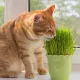 HERBE A CHAT 15 grammes 