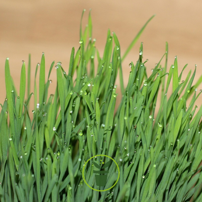 HERBE A CHAT 15 grammes 