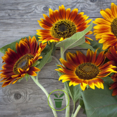 Tournesol Beauté d'Automne - soleil