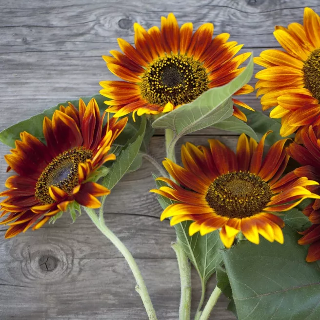 Tournesol Beauté d'Automne - soleil