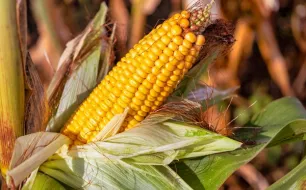 Comment cultiver le maïs au potager ?