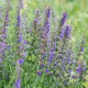 Hysope officinale – Herbe sacrée 400 graines