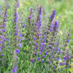 Hysope officinale – Herbe sacrée 400 graines