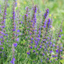 Hysope officinale – Herbe sacrée 400 graines