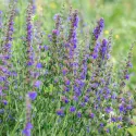 Hysope officinale – Herbe sacrée 400 graines