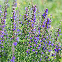 Hysope officinale – Herbe sacrée 400 graines