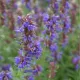 Hysope officinale – Herbe sacrée 400 graines