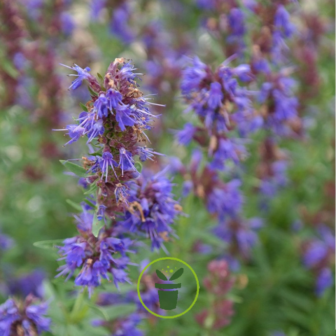 Hysope officinale – Herbe sacrée 400 graines