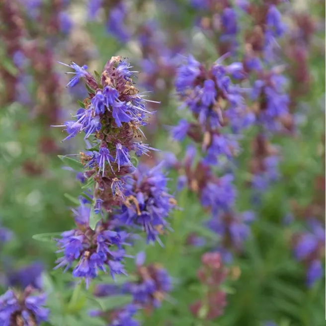 Hysope officinale – Herbe sacrée 400 graines