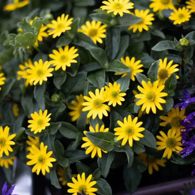Sanvitalia procumbens jaune 400 graines