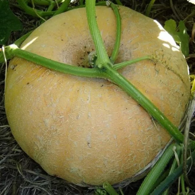 Potiron Graos Jaune de Paris