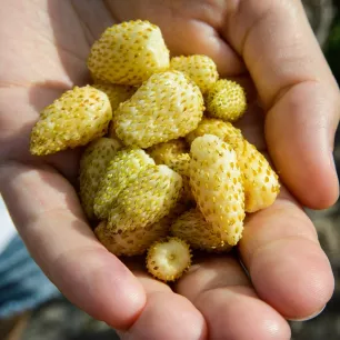 Fraisier à petits fruits Yellow Cream 600 graines