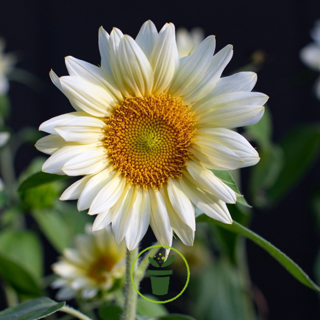Tournesol Italian White 100 graines Tournesol Italian White 100 graines