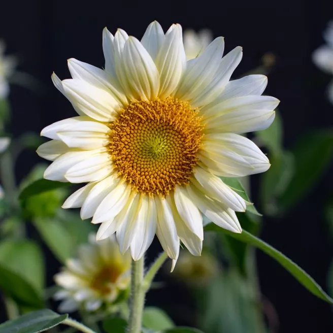 Tournesol Italian White 100 graines