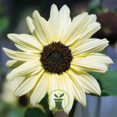 Tournesol Italian White 100 graines