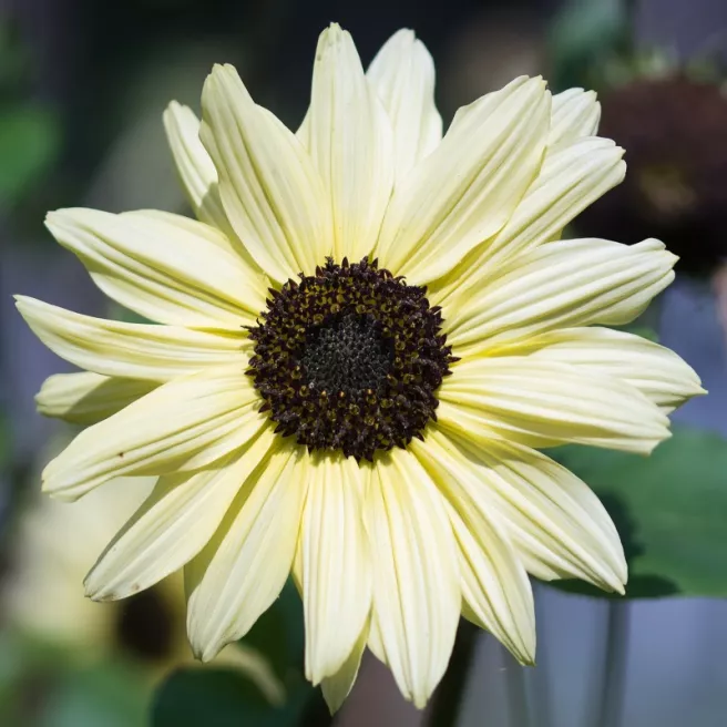 Tournesol Italian White 100 graines