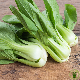 Chou de Chine Pak Choi 300 graines