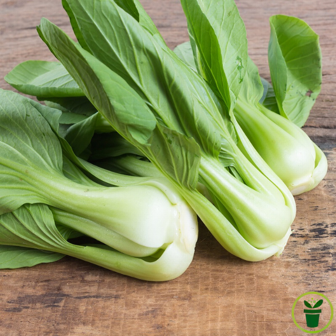 Chou de Chine Pak Choi 300 graines